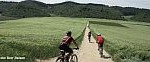 Fahrräder fahren auf einem Kiesweg durch grüne Felder.
