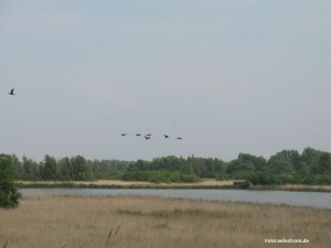 Vögel fliegen über das Naturschutzgebiet Oostvaardersplassen