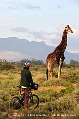 Radfahrer und Giraffe