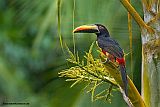 costa-rica-aracari-tukan