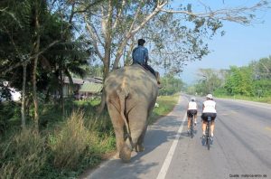 thailand_elefant_radfahrer
