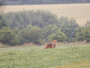 cbg_2017_fuchs