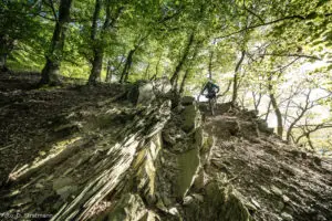 deutschland-trail_downhill im wald