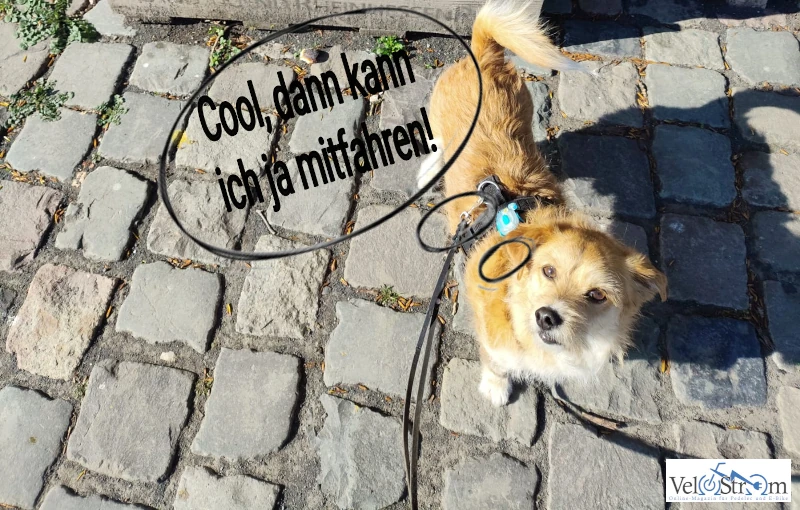 joey-will-mitfahren